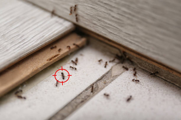 Best Flea Control Services  in Easton, MD