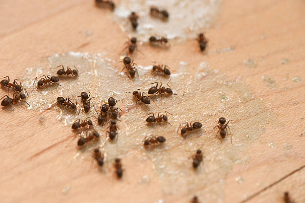 Best Local Pest Control Services  in Easton, MD