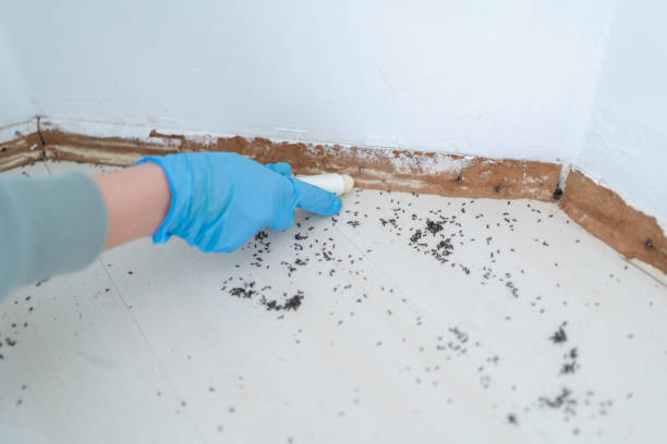 Best Termite Control Services  in Easton, MD